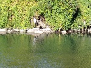 Luino, problemi agli scarichi? Nel fiume Tresa ancora acqua torbida