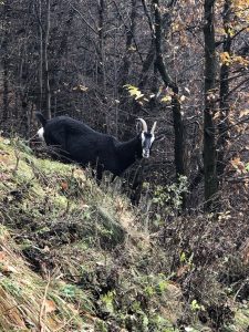Dopo la tragedia la più "bella" Monteviasco che non si arrende