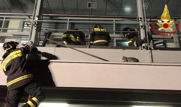 Gattino in pericolo a Lavena Ponte Tresa, i vigili del fuoco gli salvano la vita Gattino in pericolo a Lavena Ponte Tresa, i vigili del fuoco gli salvano la vita