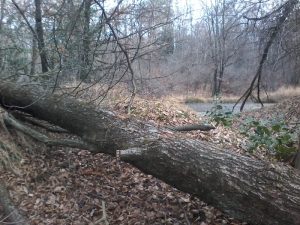 Luino, "Scempio al laghetto di Moncucco. Chi ha rovinato il bosco?"