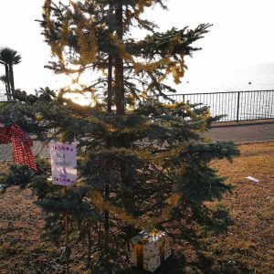 Luino, "Danneggiato a Capodano l'albero di Natale sul lungolago di Colmegna. Una vergogna"