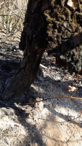 Ancora fiamme tra Montegrino e Cugliate, pompieri e squadre antincendio al lavoro