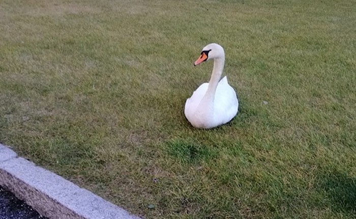 Luino,