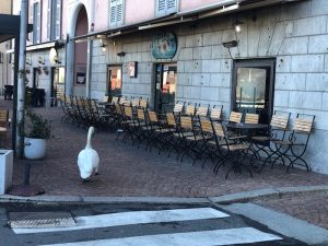 Luino, l'eleganza del cigno mentre attraversa la strada