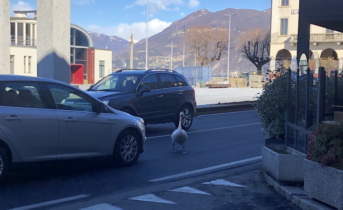 Luino, l'eleganza del cigno mentre attraversa la strada Luino, l'eleganza del cigno mentre attraversa la strada