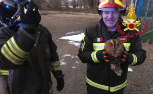 Germignaga: gufo intrappolato nella rete del campo sportivo, i vigili del fuoco gli salvano la vita
