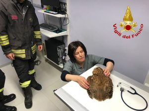 Germignaga: gufo intrappolato nella rete del campo sportivo, i vigili del fuoco gli salvano la vita