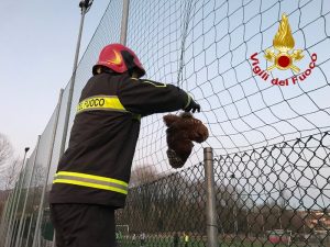 Germignaga: gufo intrappolato nella rete del campo sportivo, i vigili del fuoco gli salvano la vita
