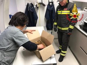 Germignaga: gufo intrappolato nella rete del campo sportivo, i vigili del fuoco gli salvano la vita