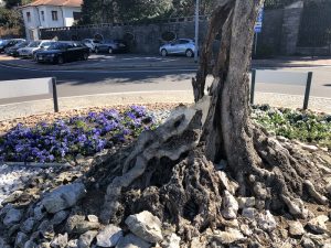 Luino, "Il nostro ulivo è ferito ma è ancora in piedi, ora avrà un suo fascino personale"