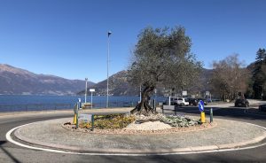 Luino, "Il nostro ulivo è ferito ma è ancora in piedi, ora avrà un suo fascino personale"