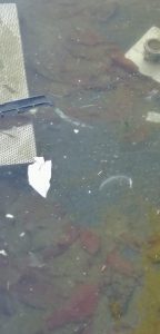 Luino, "Pessimo lo stato delle fontane di Piazza Libertà: acqua putrida e maleodorante"