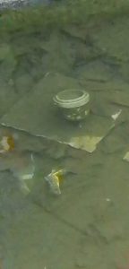 Luino, "Pessimo lo stato delle fontane di Piazza Libertà: acqua putrida e maleodorante"