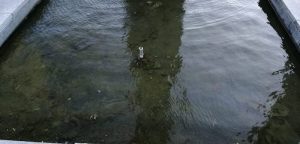 Luino, "Pessimo lo stato delle fontane di Piazza Libertà: acqua putrida e maleodorante"