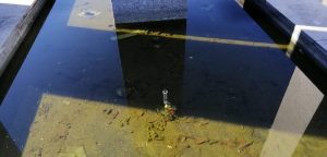 Luino, "Pessimo lo stato delle fontane di Piazza Libertà: acqua putrida e maleodorante"