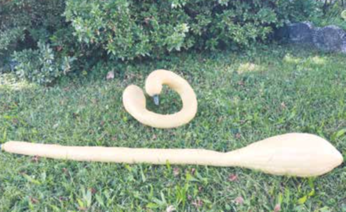 Zucche da record per nonna Luciana