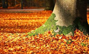 Riscaldamento globale: anche col bel tempo, non c'è un bel clima