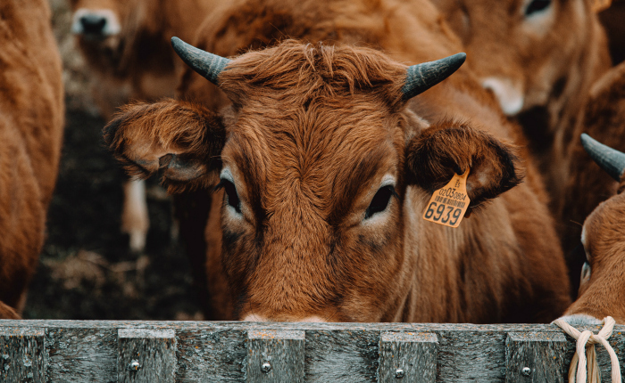 Varese e Coronavirus, Coldiretti: “Garantire forniture alimentari”