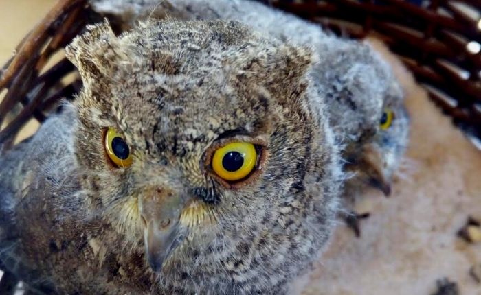 Assioli in pericolo a Cassano Magnago, salvati dai volontari