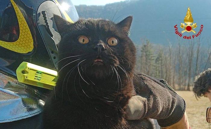 Gatto incastrato in una canna fumaria a Cuveglio, i vigili del fuoco gli salvano la vita