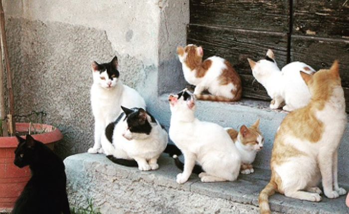 gatti colonia maccagno