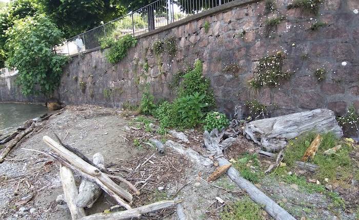 Dal cimitero a Colmegna, passando per Voldomino: «Erba alta e scarsa manutenzione»