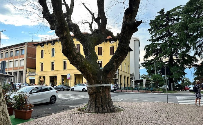 Luino, addio ai platani di via Lido, viale Dante e piazza Garibaldi