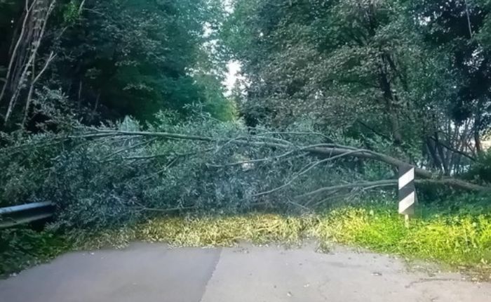 vento alberi capolago