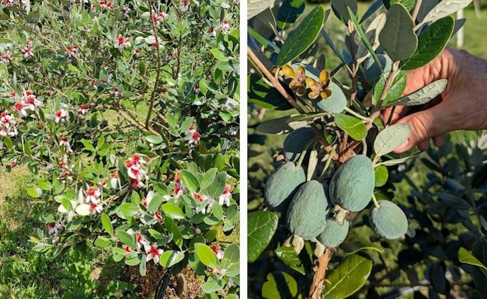 Dal Brasile a Leggiuno, la feijoa conquista anche il Lago Maggiore