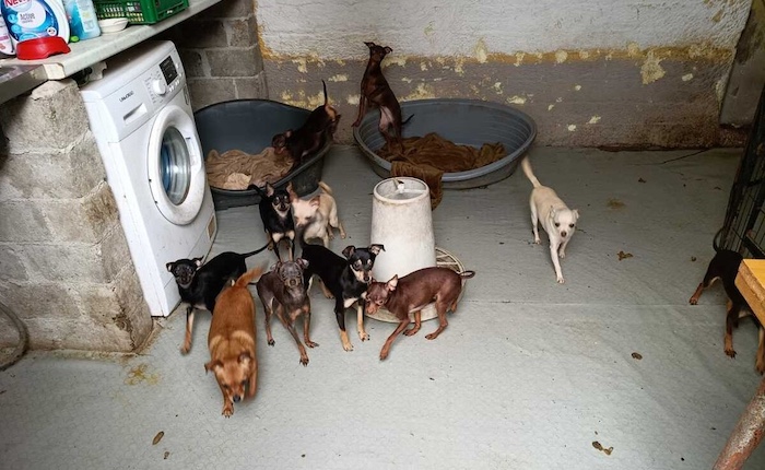 Allevamento abusivo di cani a Brebbia, sequestrati oltre 60 esemplari di Russian Toy