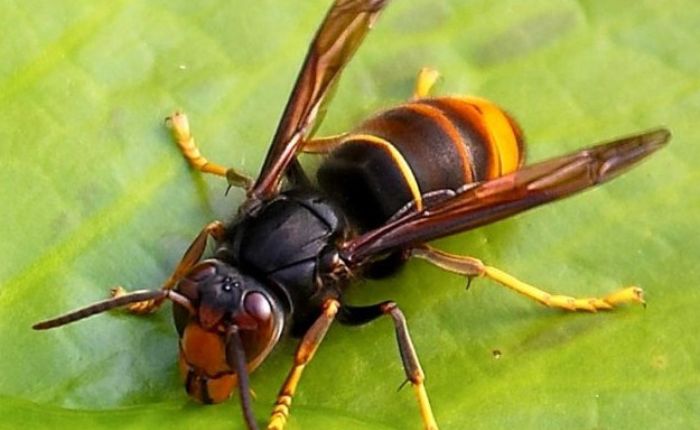 A Maccagno un incontro sulla Vespa Velutina, nuova minaccia per le api