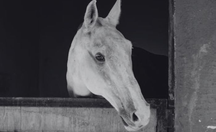 cavallo