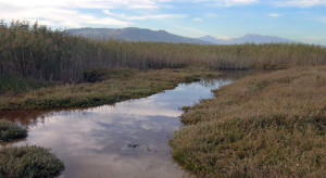 (ambiente.marche.it)