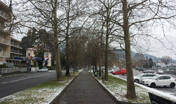 Luino, il cancro che ha colpito gli alberi del lungolago. Il progetto per la riqualificazione