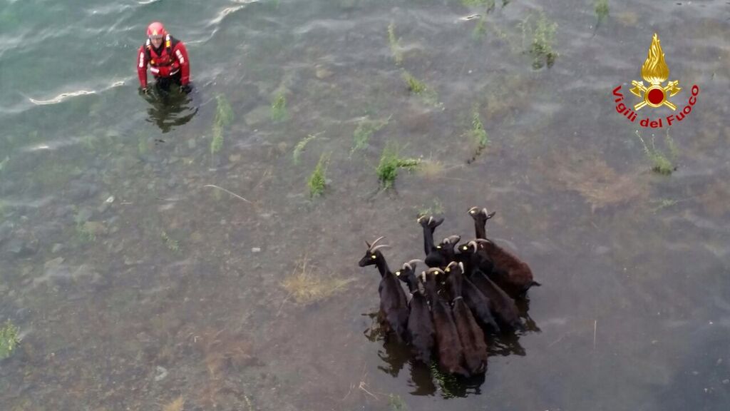 I Vigili del Fuoco salvano delle capre intrappolate nelle acque del Lago d'Elio