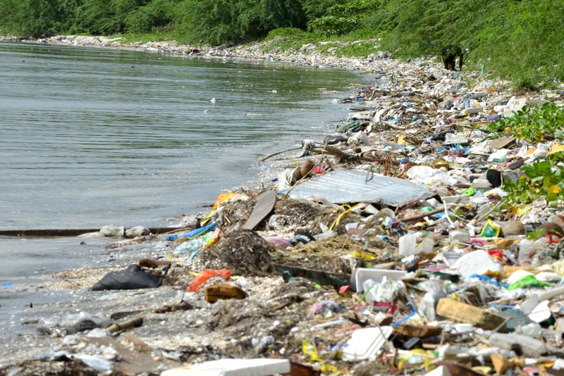 Greenpeace: "La plastica nel piatto, dal pesce ai frutti di mare"
