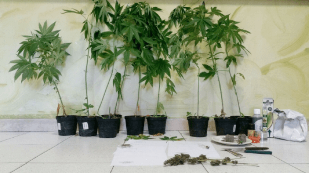 Leggiuno, arrestato un 24enne: trovate in casa undici piante di marijuana