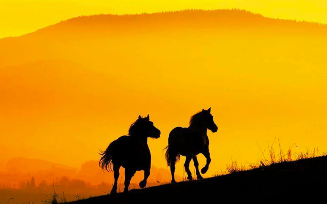 Nel weekend al Laghetto di Montegrino la "Festa Country" tra cavalli, musica e prelibatezze