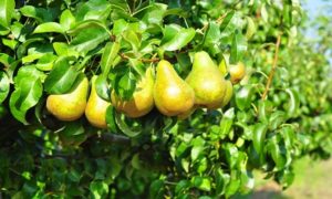 Allarme Coldiretti: "In un secolo perse più di 6mila varietà di frutta". Importazioni aumentate del 42%