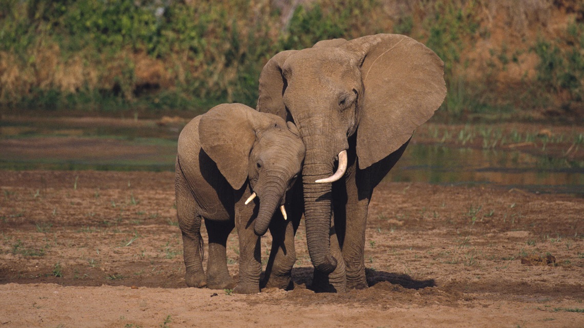 I bracconieri mettono in ginocchio l'elefante africano