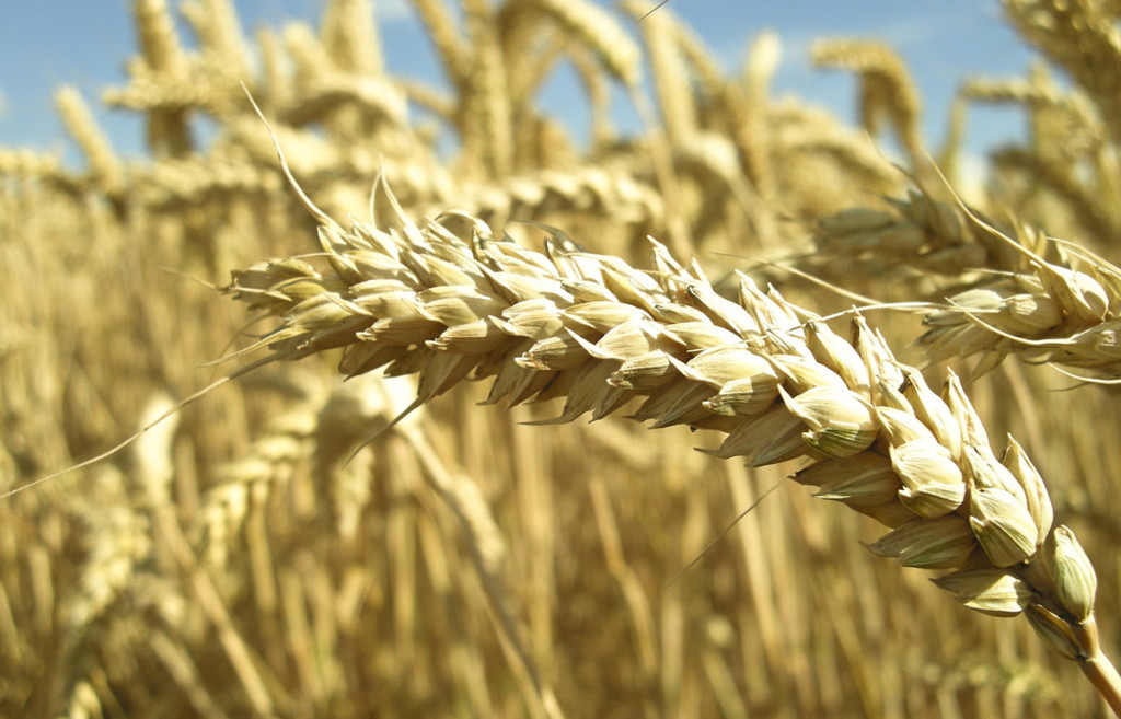 gluten-free