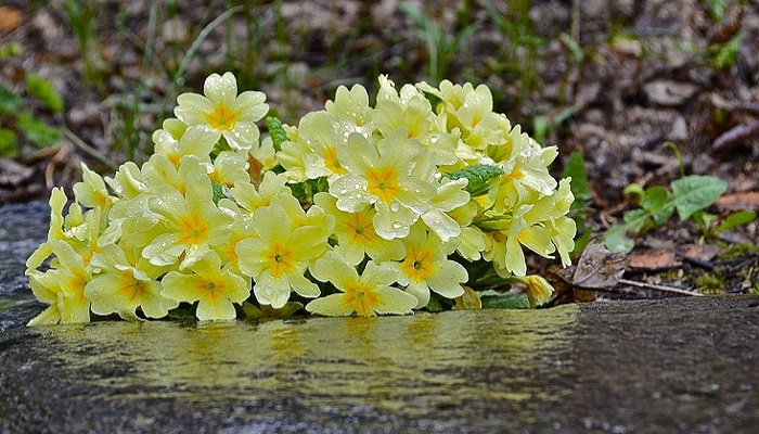 Marzo, piante già in fiore: mese più caldo di 3 gradi rispetto alla media