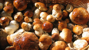 Arrivano i funghi. Ecco alcune regole, divieti e consigli