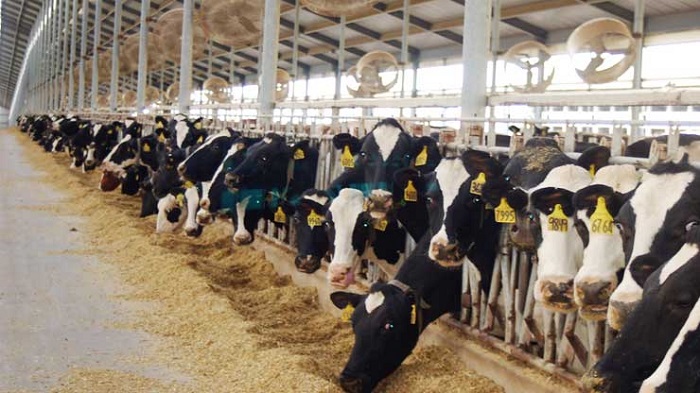Dieta Usa, riduzione consumo di carne: abbattuto l'inquinamento pari a quello di 39 milioni di auto