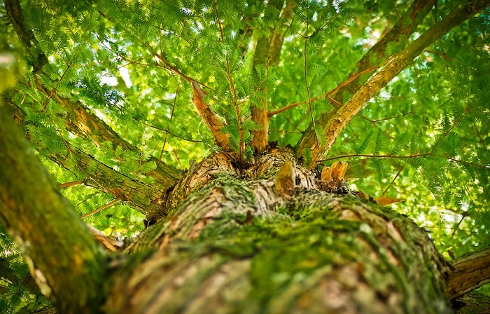 Domani a Maccagno la "Festa degli Alberi", coinvolti i ragazzi e i bambini delle scuole