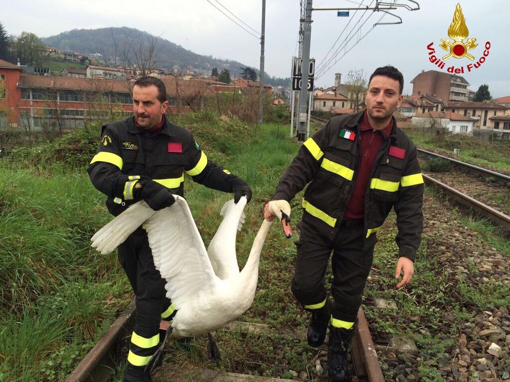 Luino: un cigno reale finisce sui binari, salvato dai Vigili del Fuoco che lo riportano sul Tresa