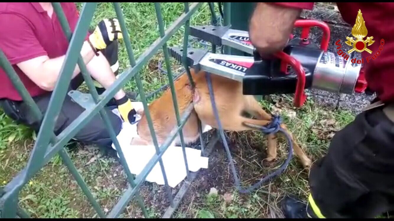 Porto Valtravaglia: i Vigili del Fuoco salvano un capriolo rimasto incastrato nel cancello di una casa