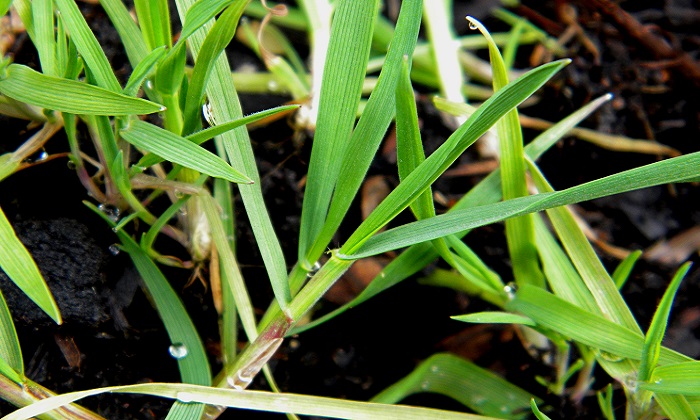 Festuca, la pianta che va in letargo per affrontare lo stress